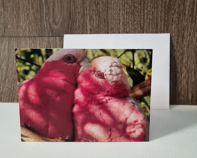 Boomer & her Friends Blank Greeting Card - Galahs