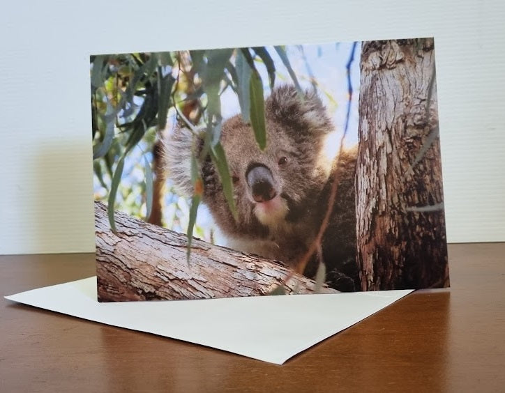 Boomer & her Friends Blank Greeting Card - Boomer 03