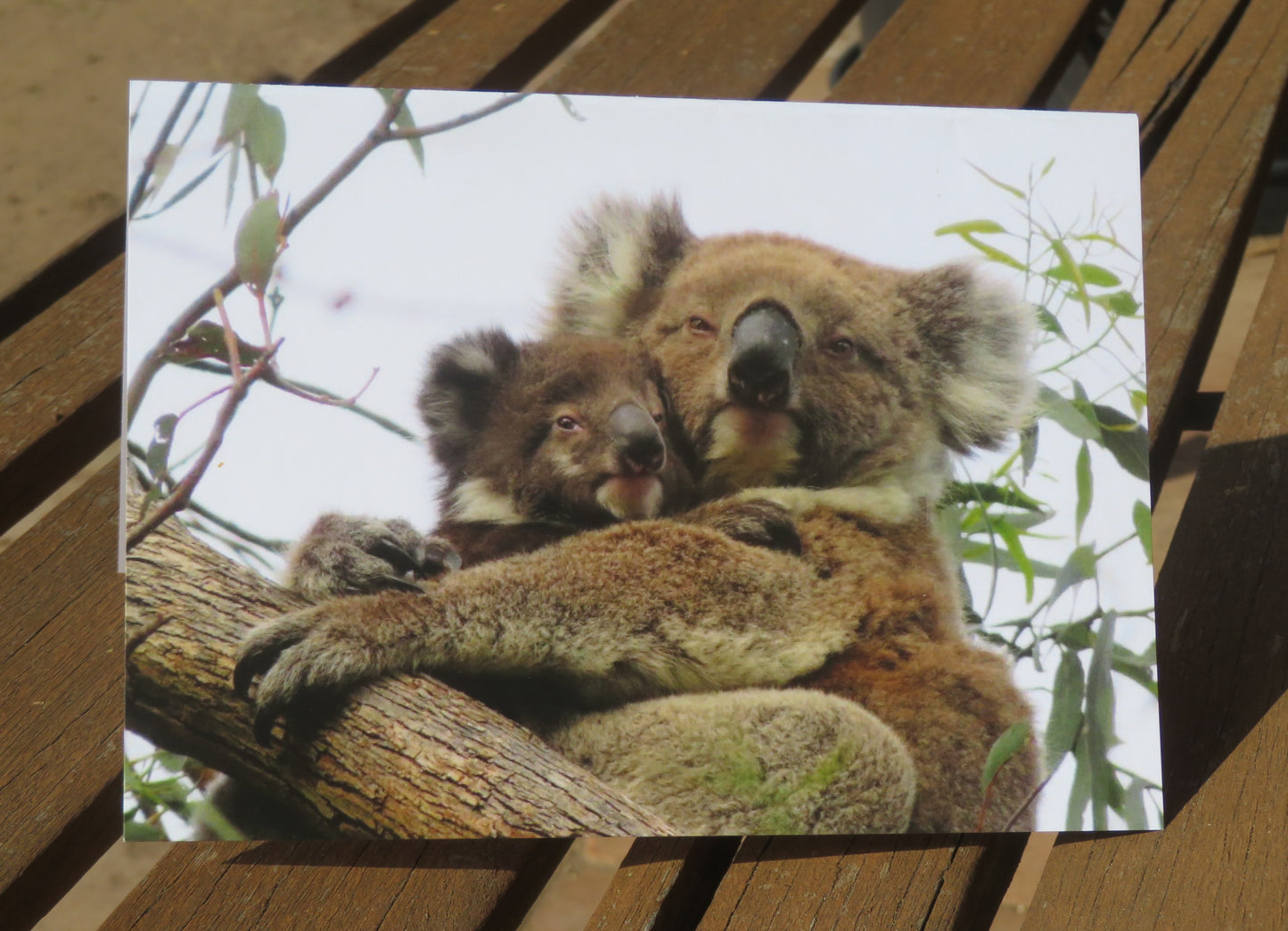 Boomer & her Friends Blank Greeting Card - Ellie & Fruchoc 21