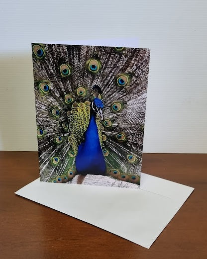 Boomer & her Friends Blank Greeting Card - Peacock