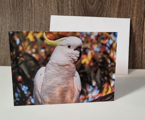 Boomer & her Friends Blank Greeting Card - Sulphur Crested Cockatoo