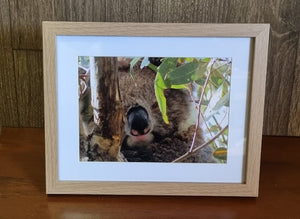 Boomer & her Friends Framed Print: Boomer