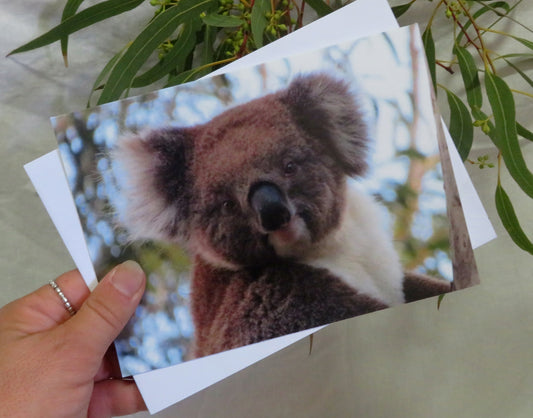 Boomer & her Friends Blank Greeting Card - Ellie 01