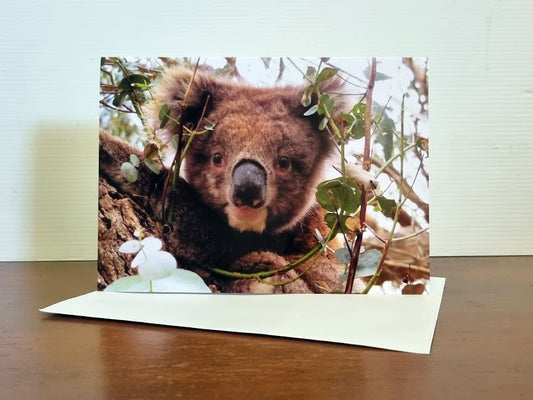 Boomer & her Friends Blank Greeting Card - Fruchoc 02