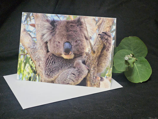 Boomer & her Friends Blank Greeting Card - Franklin 01