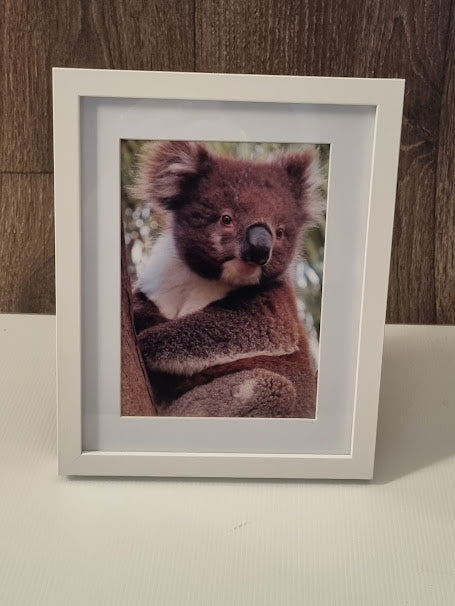 Boomer & her Friends Framed Print: Fruchoc