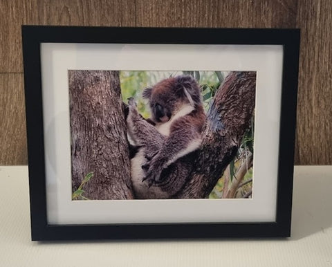 Boomer & her Friends Framed Print: Marmalade