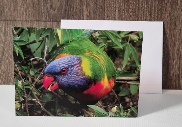 Boomer & her Friends Blank Greeting Card - Rainbow Lorikeet