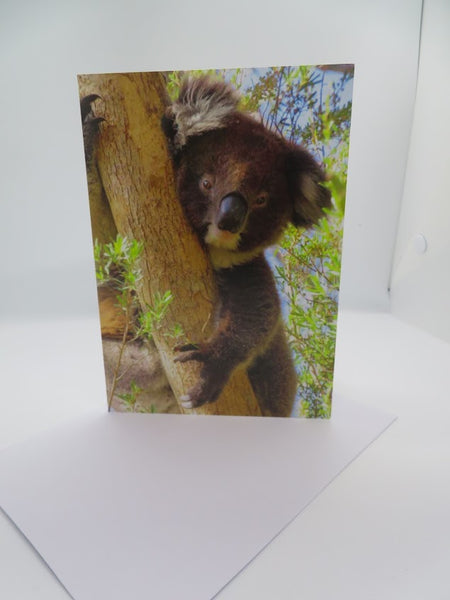 Boomer & her Friends Blank Greeting Cards - Mixed (pack of 10)