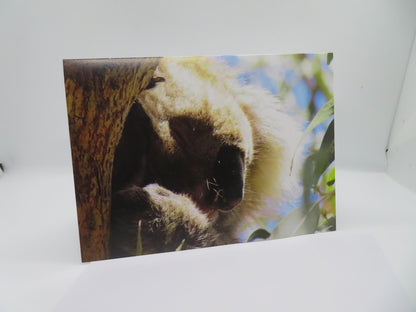 Boomer & her Friends Blank Greeting Cards - Mixed (pack of 10)